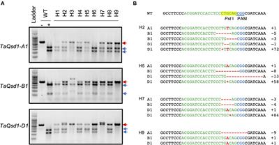 In planta Genome Editing in Commercial Wheat Varieties